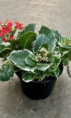 6" Kalanchoe