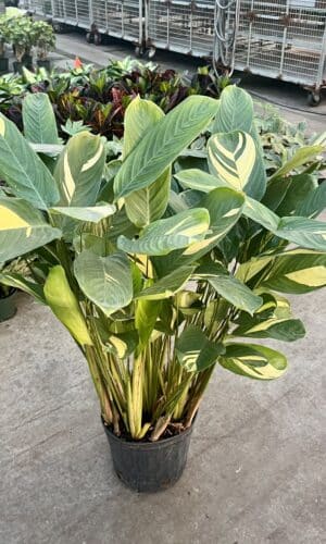 10" Ctenanthe Lubbersiana