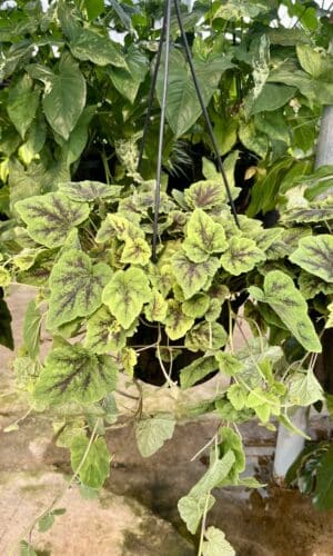 8" Tiarella Appalachian Hanger