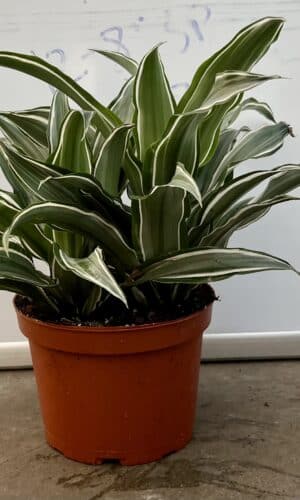 6" Warneckii Compacta O