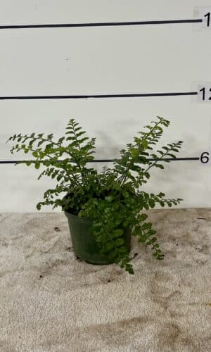 6" Fern Mother O