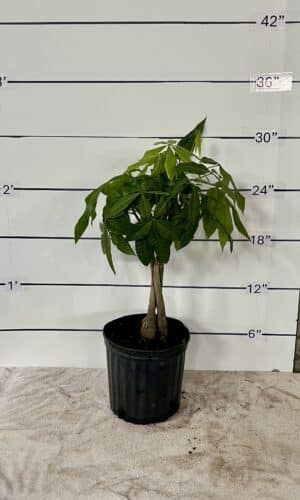 10" Money Tree Braid O