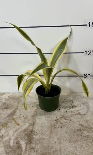 6" Sansevieria Yellowstone O