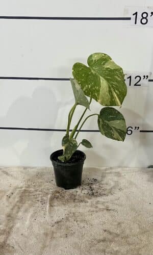 4" Monstera Thai Constella O
