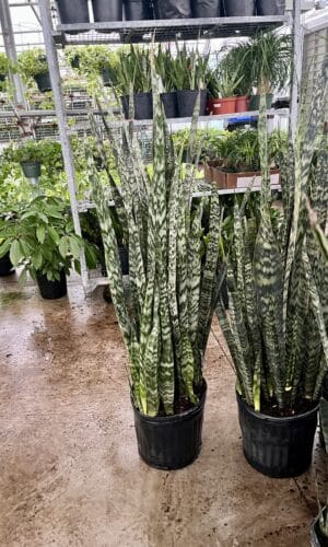 12" Sansevieria Wintergreen O