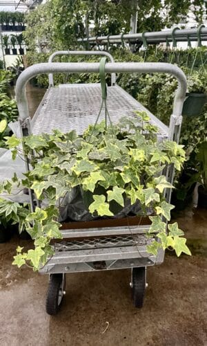 8" HB Ivy Gold Child