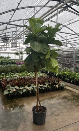 14" fiddle Fig Braid O