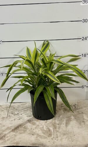 10" Warneckii Lemon Lime O