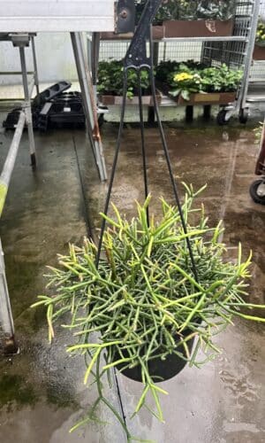 8" Cactus Rhip Mistletoe Hanger