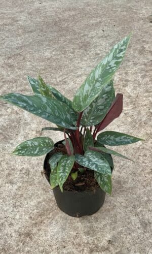 6" Homalomena Purple Sword