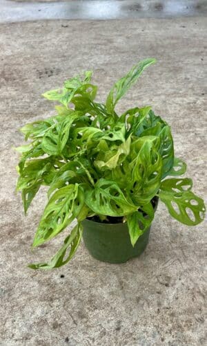 6" Swiss Cheese Adansonii