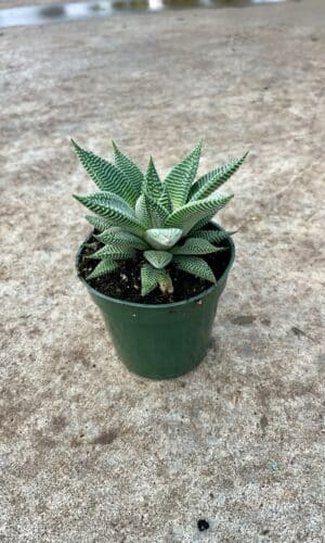 4" Haworthia Wandera Miami