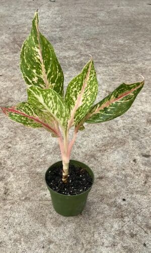 4" Aglaonema Sparkling Sarah