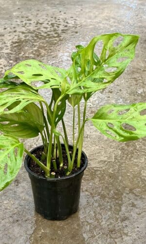 4" Swiss Cheese Adansonii