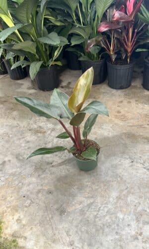 6" Philly Rojo Congo