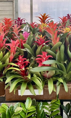 6" Bromeliad Guzmania