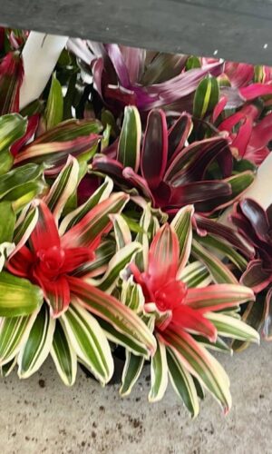 6" Bromeliad Neoregelia