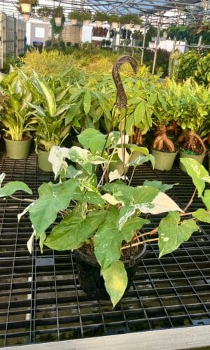 8" Syngonium Albo Hanger