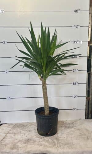 10" Yucca Cane 1PPP O