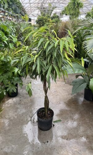 10" Ficus Ali Braid