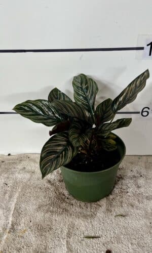 6" Calathea Ornata O