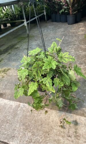 8" Tiarella Happy Trails Hanger