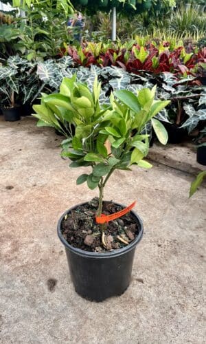 8" Citrus Navel Orange