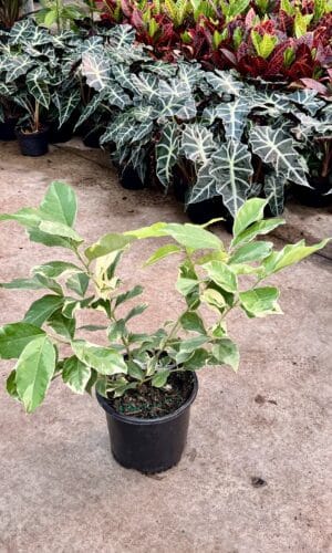 8" Variegated Pink Lemon