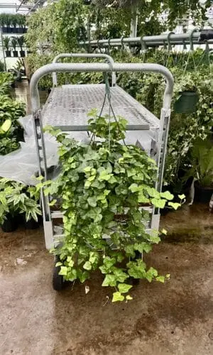 8" Ivy Hanger Green