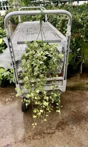 8" Ivy Colibri Hanger