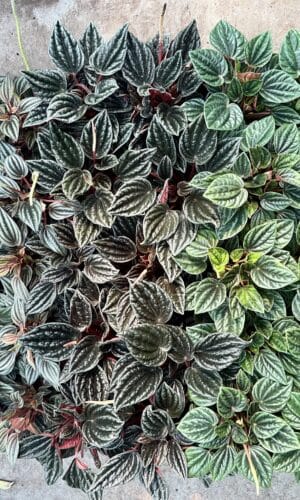 4” Pep Caperata Asst.