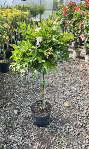 10" Jasmine Dwarf Std