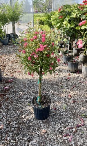 10" Panama Rose Tree