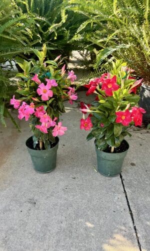 6" Mandevilla Teepee