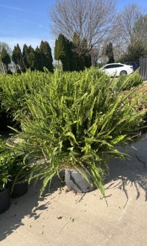 14" Kimberly Queen Fern