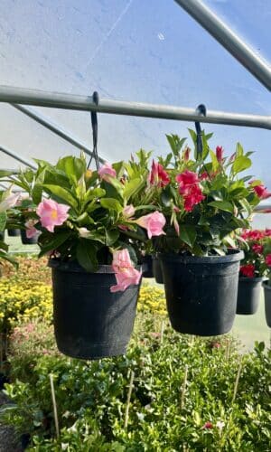 10" Dipladenia/Mandevilla Hanger