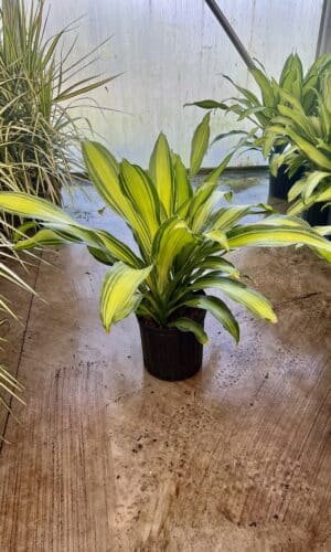 Dracaena  8-In Marley