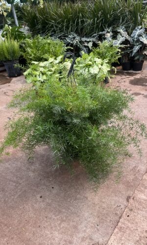 10" Fern Asparagus/Sprengeri Hanger