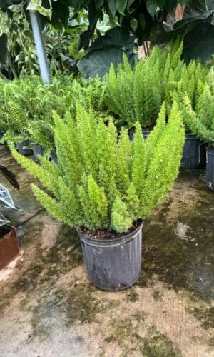 8" Fern Foxtail