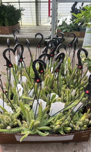 4" Dragon Fruit Hanger