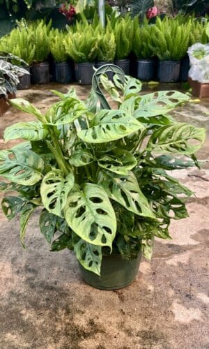 8" Monstera Adansonii Hanger