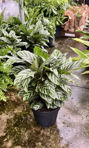 8" Calathea Concinna/Freddie