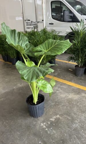 10" Alocasia Calidora