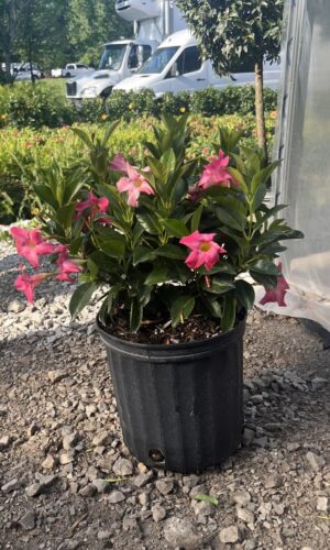 10" Dipladenia Pink