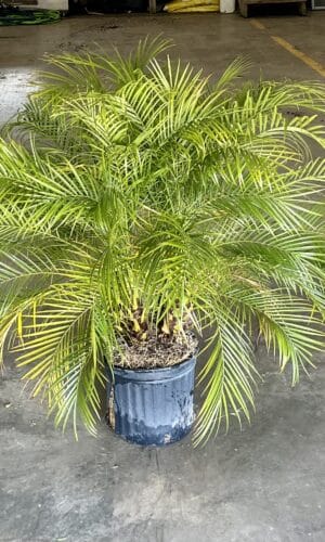 12" Palm Roebelenii
