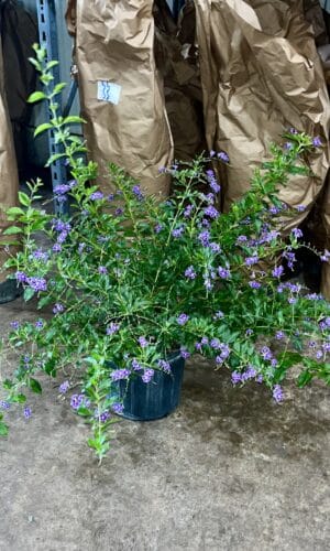 10" Duranta (Bush)