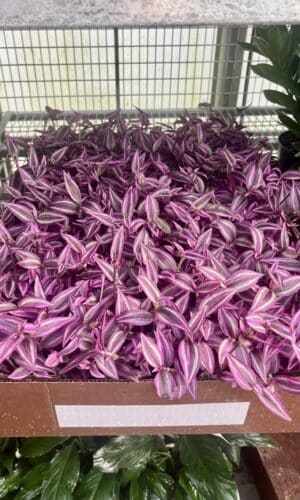 4" Tradescantia Dark Purple