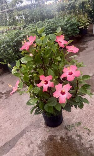 10" Hibiscus Bush Painted Lady