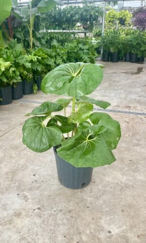 10" Farfugium Gigantem
