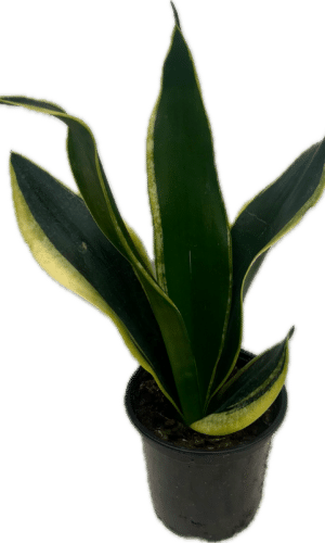 4" Sansevieria Black Gold